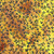 Lumin Fabrics Island Batik Radiant Wings Vine Coordinate Gold Acorn, fabric with a vibrant yellow and orange background featuring dark blue vine and leaf patterns.