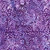 Lumin Fabrics Island Batik Under the Sea Starfish Marine Purple