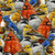 Quilting Treasures Fabrics Joyful Garden Packed Birds Cardinals Sparrows Bluebirds
