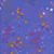 Andover Fabrics Sun Print 2026 Equanimity Tanzanite, fabric with a vibrant purple background and multicolored floral and abstract patterns in pink, orange, white, and purple.