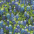 Benartex Fabrics 108 Inch Wide Quilt Backings Texas Bluebonnets Floral Blue Green