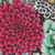 FreeSpirit Fabrics Kaffe Fassett Collective August 2026 Enchanted Contrast 108 Inch Wide Quilt Back