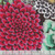 FreeSpirit Fabrics Kaffe Fassett Collective August 2026 Enchanted Contrast 108 Inch Wide Quilt Back