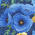 Timeless Treasures Fabrics Poppy Serenade Poppy Focal Navy