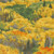 Moda Fabrics Wild Blue Yonder Moda Foliage Landscape Nature Forest Multi, fabric featuring a colorful landscape with lush green trees and vibrant yellow and orange foliage.