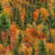 Timeless Treasures Fabrics Autumn Mist Autumn Mist Forest Fall