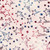 Lumin Fabrics Island Batik Freedom Rings Radiance Neutral Ghost