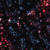 Lumin Fabrics Island Batik Freedom Rings Shooting Stars Black