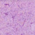 Timeless Treasures Fabrics Tonga Batiks Mermaid Lilac Purple Rip Tide Swirls