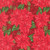 Modafabrics Holiday Cheer Stacy Iest Hsu Vintage Poinsettia Floral Cardinal Red, close-up of fabric with red poinsettia flowers and green leaves design for holiday sewing projects.