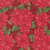 Moda Fabrics Holiday Cheer Stacy Iest Hsu Vintage Poinsettia Floral Cardinal Red