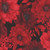 Henry Glass Fabrics Scarlet's Treasure Color Principle Black Red Large Floral, fabric pattern with bold red flowers and black background.
