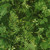 Robert Kaufman Fabrics Twilight Terrace Fern Green Ferns, detailed green leaf and fern pattern on fabric.