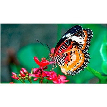 NEC Display UN462VA NEC Display UN462VA