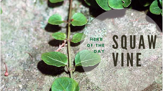 Herb of the Day Squaw Vine TriLight Health