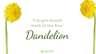 Herb of the Day: Dandelion