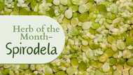 Herb of the Month: Spirodela