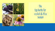 The Top Herbs for Cold & Flu Season