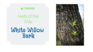 Herb of the Day: White Willow Bark