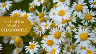 Herb of the Month: Chamomile 