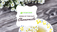 Herb of the Day: Chamomile 