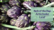 Herb of the Day: Artichoke Leaf