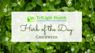 Herb of the Day: Chickweed