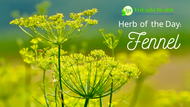 Herb of the Day: Fennel