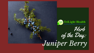 Herb of the Day: Juniper Berry