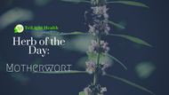 Herb of the Day: Motherwort