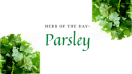 Herb of the Day: Parsley