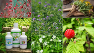 Everything You Need to Know About Our Herbal Minerals/ Multivitamin 