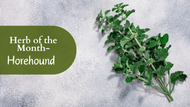 Herb of the Month: Horehound
