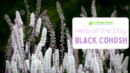 Herb of the Day: Black Cohosh 