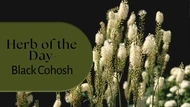 Herb of the Day: Black Cohosh 