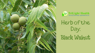 Herb of the Day: Black Walnut