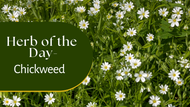 Herb of the Day: Chickweed