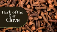 Herb of the Day: Cloves
