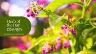 Herb of the Day: Comfrey - A Natural First Aid Herb