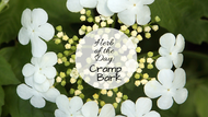 Herb of the Day: Cramp Bark