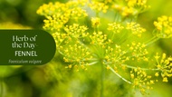 Herb of the Day: Fennel