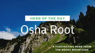 Herb of the Day: Osha