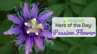 Herb of the Day: Passionflower