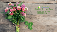 Herb of the Day: Red Clover