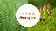 Herb of the Day: Shavegrass (aka Horsetail) 