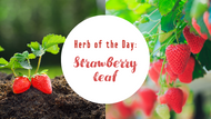 Herb of the Day: Strawberry Leaf