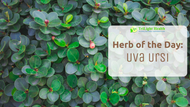 Herb of the Day: Uva Ursi