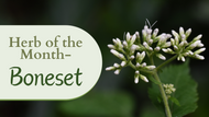 Herb of the Month: Boneset