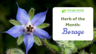 Herb of the Month: Borage