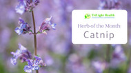 Herb of the Month: Catnip